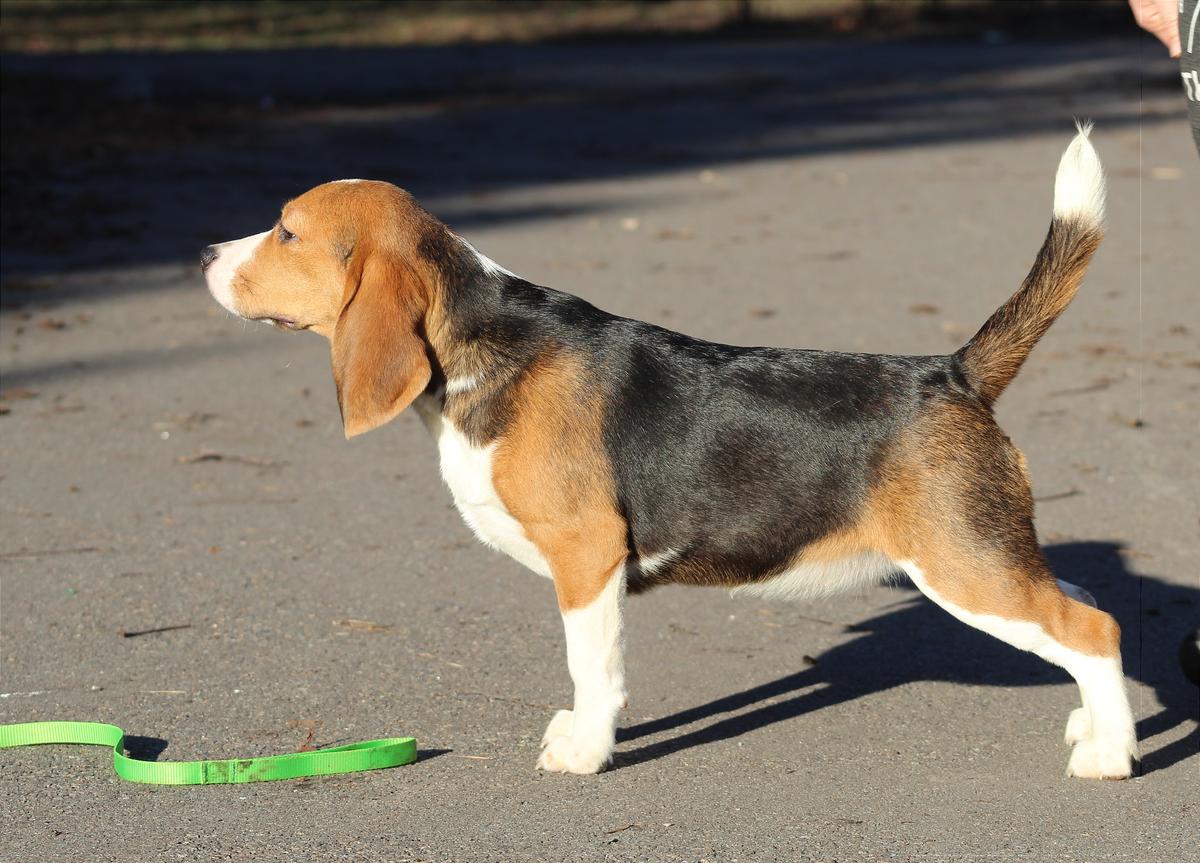 Lasunka Teren | Beagle 
