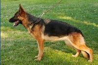 Edien Vlady-Sal | German Shepherd Dog 