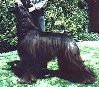 Kefalari's Scenario | Afghan Hound 