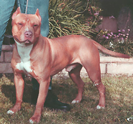 Williams' steel spike | American Pit Bull Terrier 