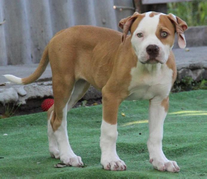 STREAMBULLS Shangri-La | American Bulldog 