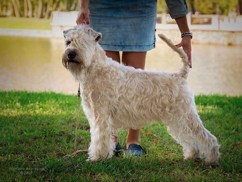 Bon Aquarel Show Must Go On | Soft Coated Wheaten Terrier 