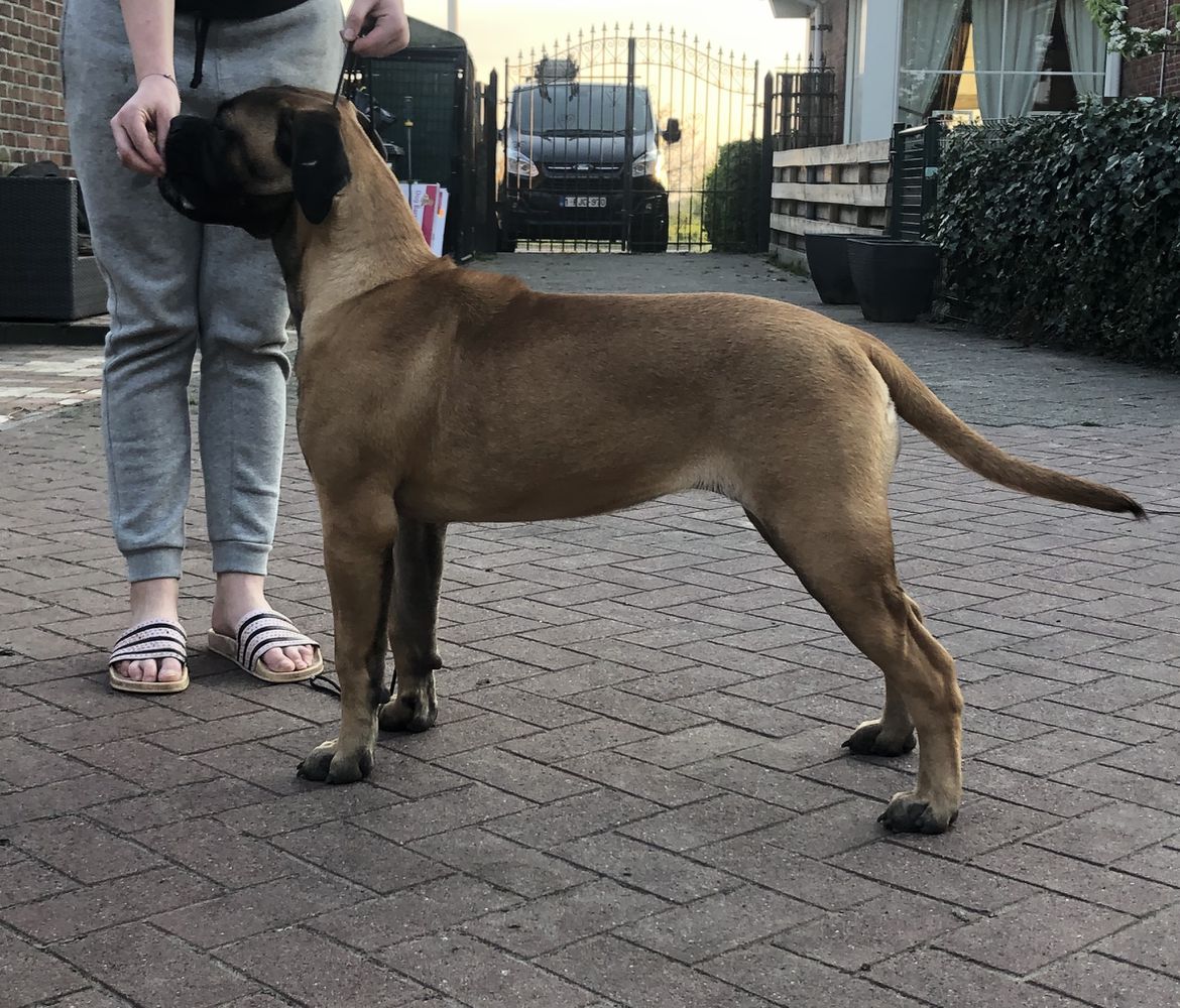 Cooperdale Miss Super Bee | Bullmastiff 