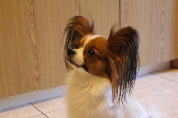 Susatum's Amazing Grace | Papillon 