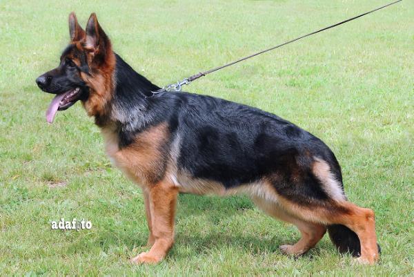Maria di Casa Tagliamonte | German Shepherd Dog 