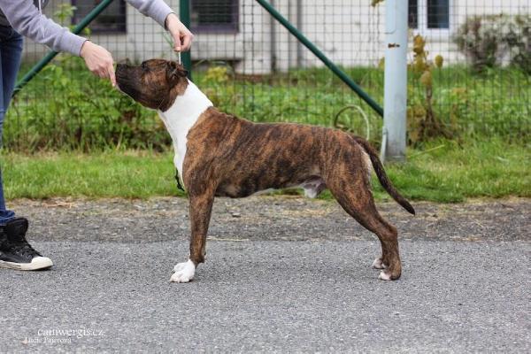 Asgard Junior Boy Staffronic´s | American Staffordshire Terrier 