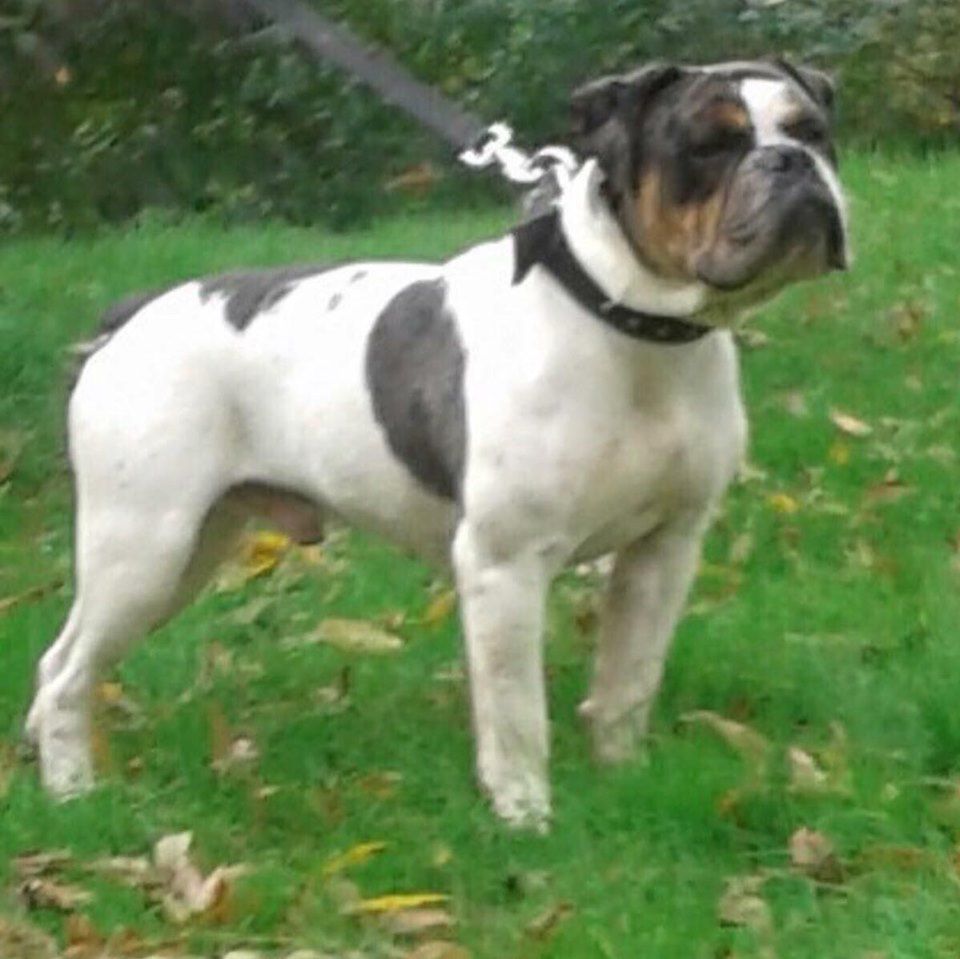 Petersheim's Ramosa | Olde English Bulldogge 