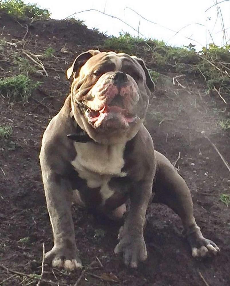 Oldnall Bullyz Rhino | Olde English Bulldogge 