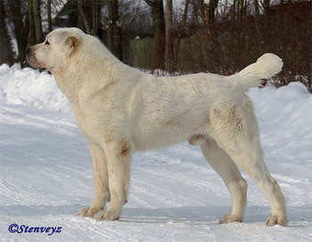 ??????? ?????? ???? | Central Asian Shepherd Dog 