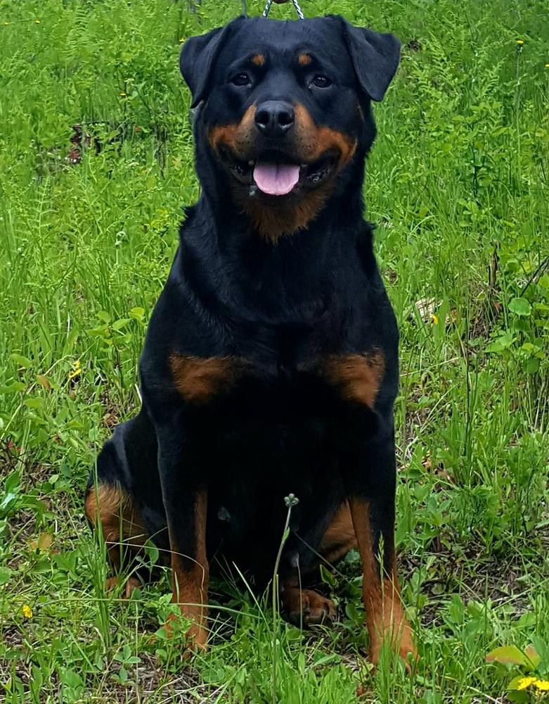 Vom Wollmans Alexa Corvinus Haus | Rottweiler 