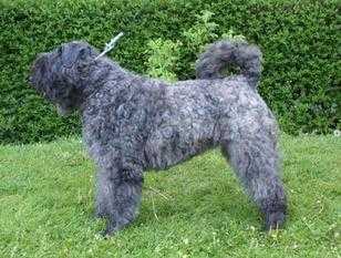 Mortisha Callisto de Fremery | Bouvier des Flandres 