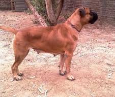 Brandy | Bullmastiff 