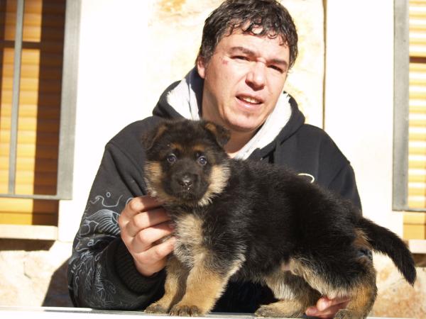 Dolly Parton de Rockan Stone | German Shepherd Dog 