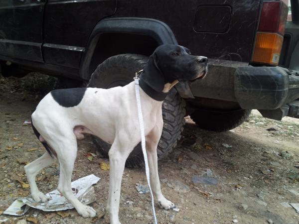 max jack kennel | Pointer 