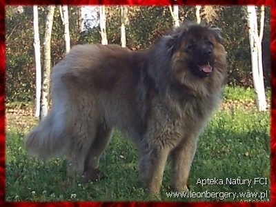 Leo Grande Cuore IZZY | Leonberger 