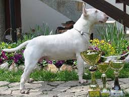 Wild Wizard's Dreaming Diotima | Bull Terrier 