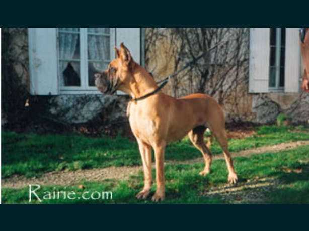 Graal des Terres de la Rairie | Great Dane 
