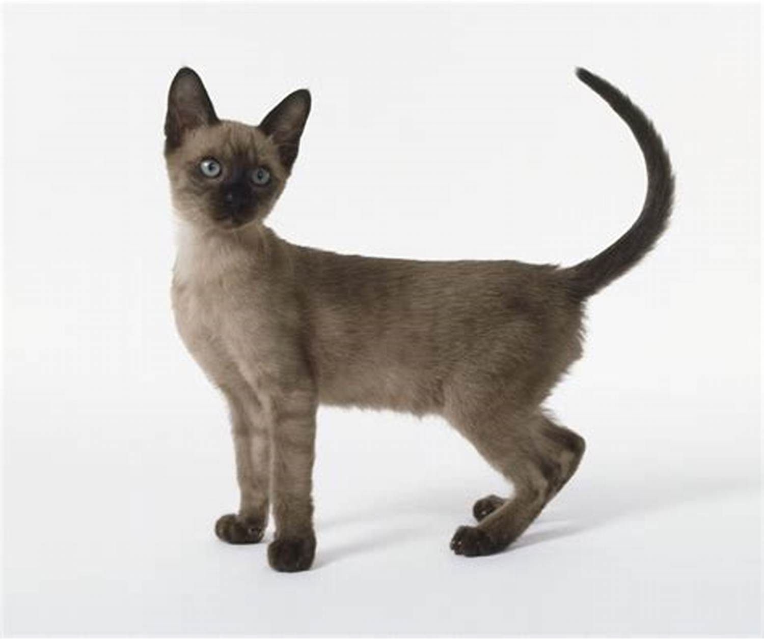 Tonkinese