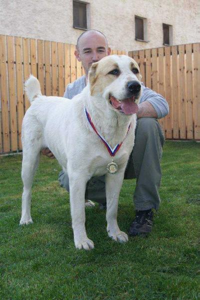 Dar Istocnika Bajgius | Central Asian Shepherd Dog 