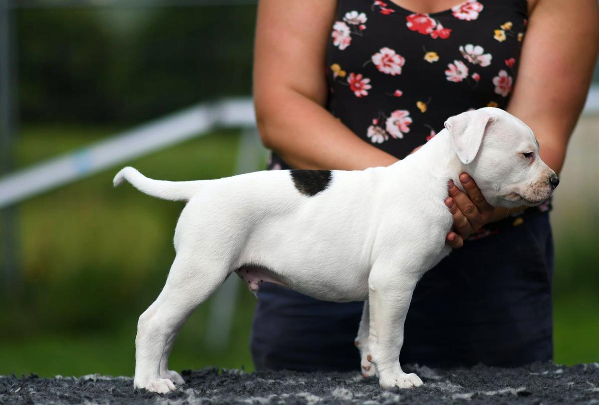 Justayton Elgin "Eustache" | American Bulldog 