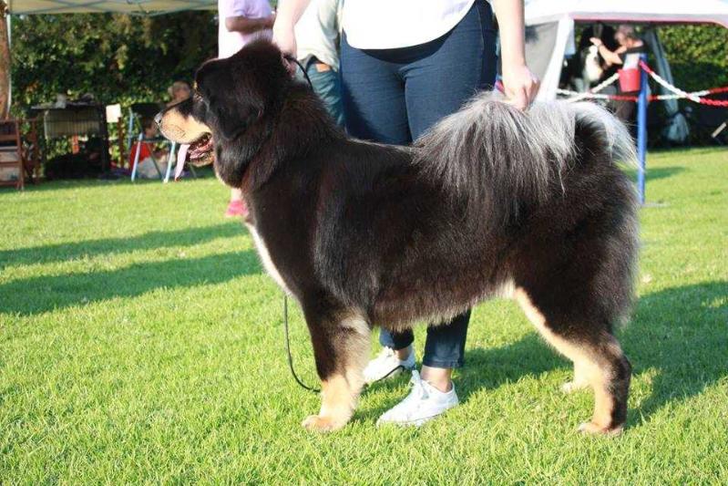 BAGIRA | Tibetan Mastiff 