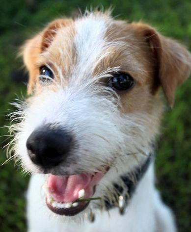 Jem's William Wallace | Jack Russell Terrier 