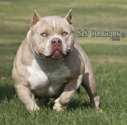 Shortmuscles Athena | American Pit Bull Terrier 