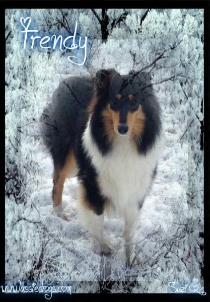 Stirling's Trend Setter @ Amber Bear | Rough Collie 