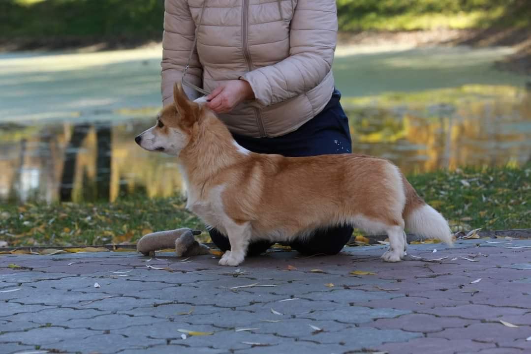 Heavenly Beautiful Happy Generation | Pembroke Welsh Corgi 