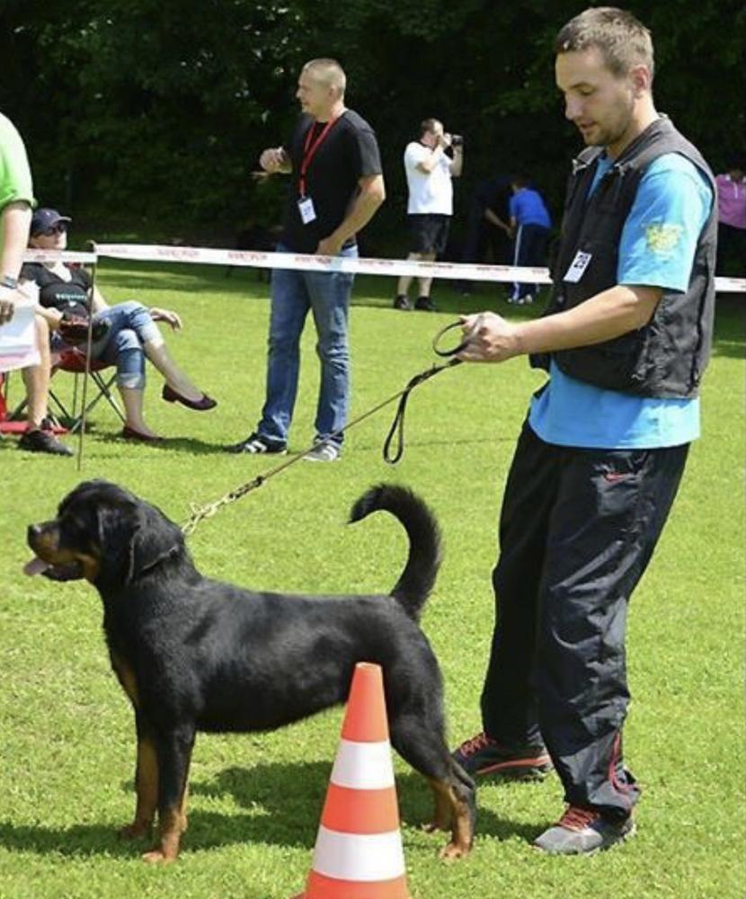 Gazela Saetta Negri Rott | Rottweiler 