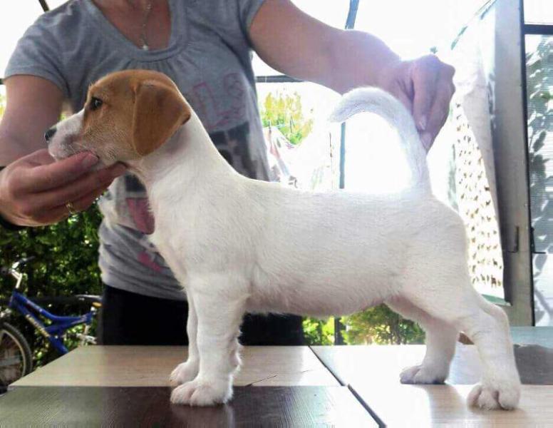 Unique Fire element of Kiskovski | Jack Russell Terrier 