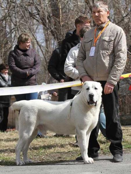 Zauralskiy Medved Ezil | Central Asian Shepherd Dog 