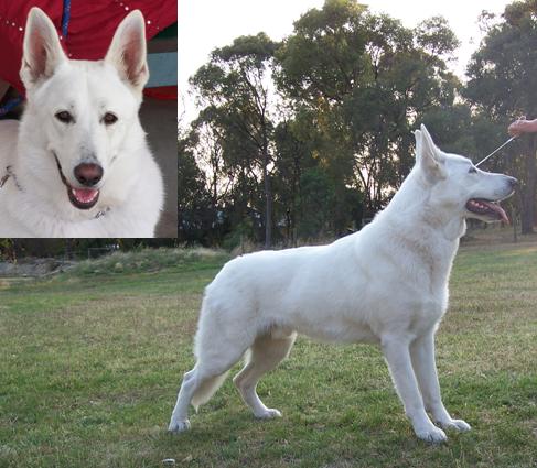 Sovereign Park Orion | White Swiss Shepherd Dog 