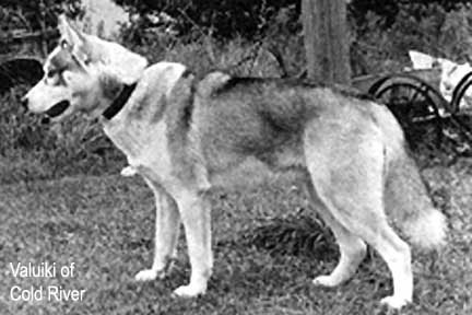 Valuiki of Cold River | Siberian Husky 