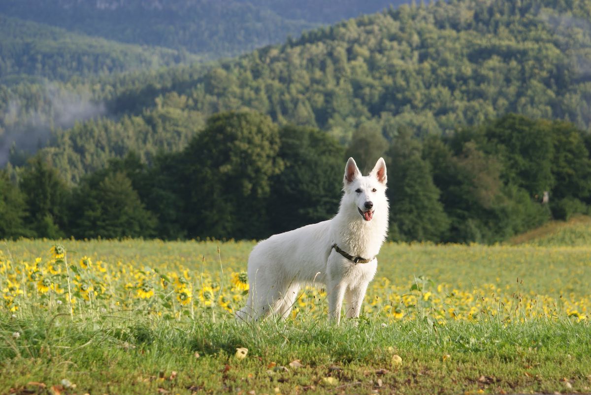 CLEMENTINE Grand Canyon | White Swiss Shepherd Dog 