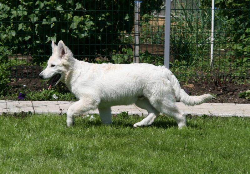 Piligrim iz Okeana Udachi | White Swiss Shepherd Dog 