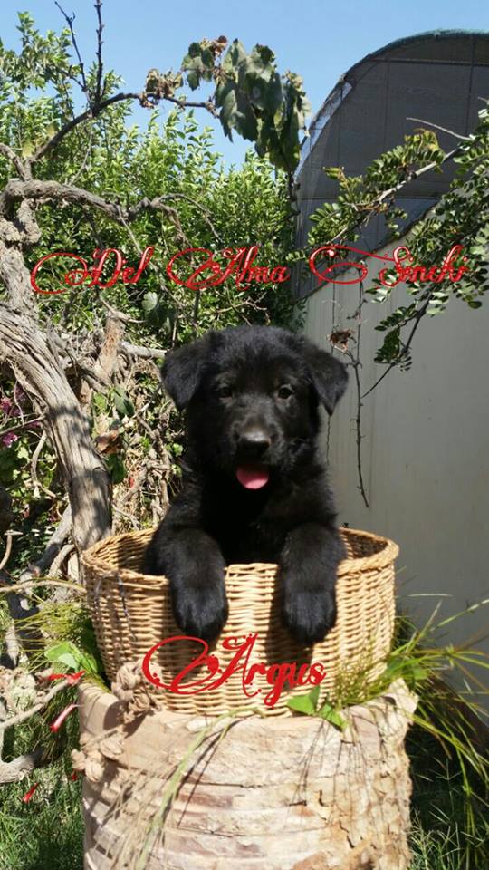 Argus del Alma Sinchi | German Shepherd Dog 