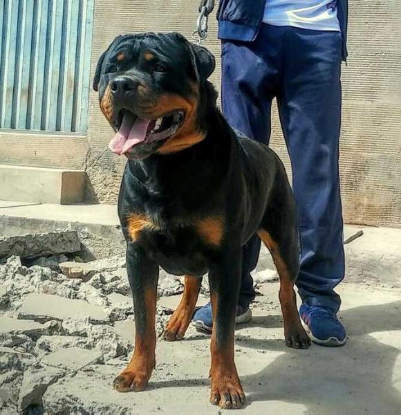 GONZZO Vom Vivanc-Berr | Rottweiler 