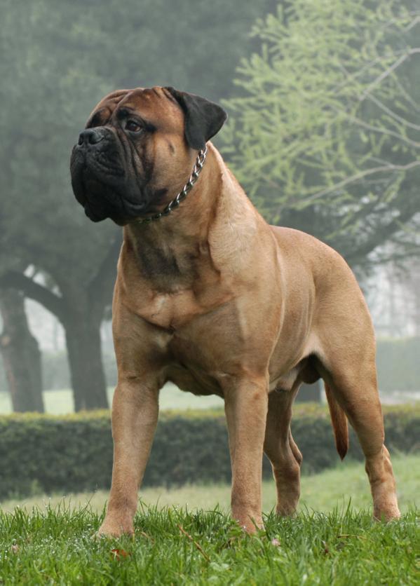 E Regio Lepidi Caius | Bullmastiff 