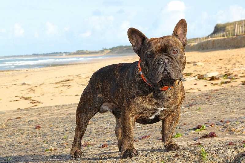 Tous les matins du monde de caruso | French Bulldog 