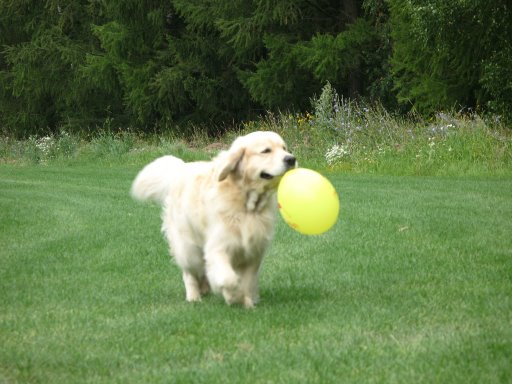 Violet From Exotic Valley | Golden Retriever 