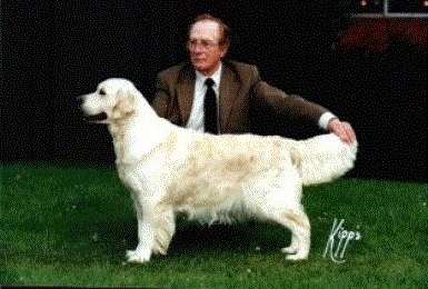 Henwick Borna Star over Bellemount | Golden Retriever 