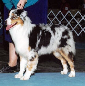 Briarbrooks Oh My Oh | Australian Shepherd 