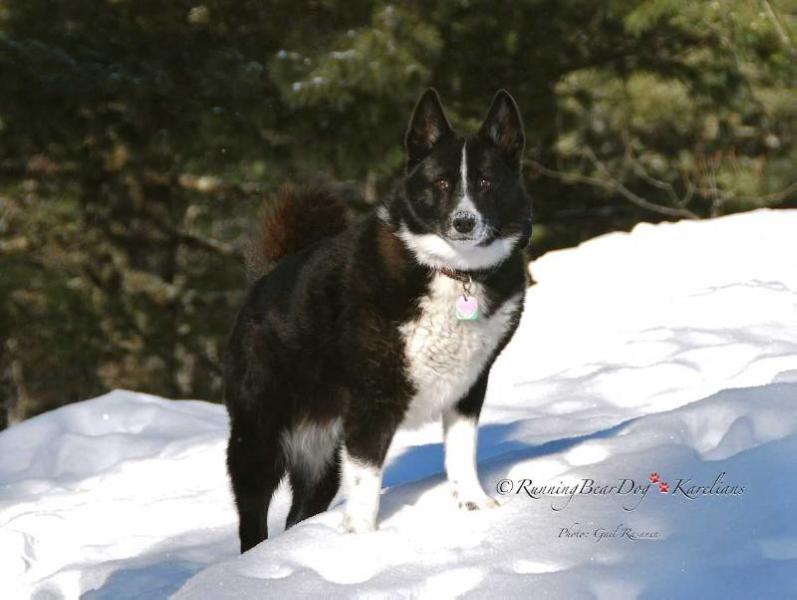 Rebels Piiku Lummekukka | Karelian Bear Dog 