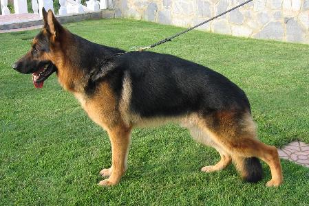 Gingko de Biloba | German Shepherd Dog 