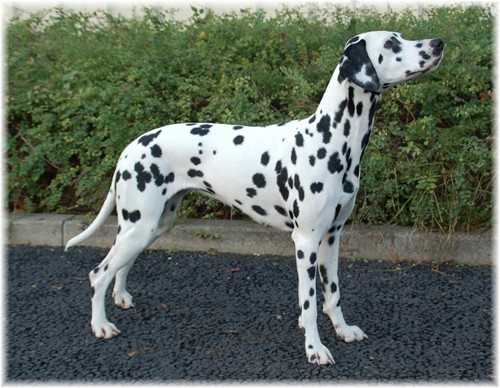 Friendly Tammy of the Living Spots | Dalmatian 