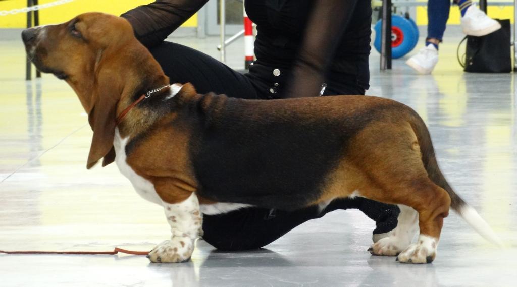 Energy Pincalonga JS | Basset Hound 