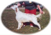 Aberlour Will Oth Wisp | English Setter 