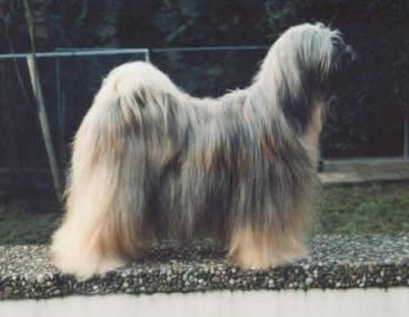 SCHANTI'S YACODARA-WOODRUFF | Tibetan Terrier 