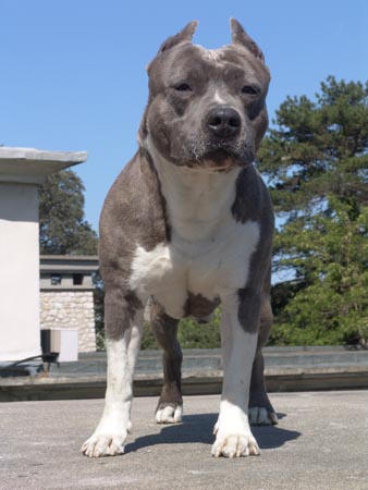 Ramses Du Domaine de Zeus | American Staffordshire Terrier 